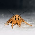 Asota caricae, theÃÂ tropical tiger mothÃÂ is a species ofÃÂ noctuoid mothÃÂ in the familyÃÂ Erebidae.